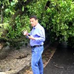 Fortes Chuvas e Árvores Caídas